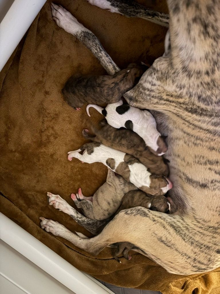 Chiot Whippet Des Soft Madnesses