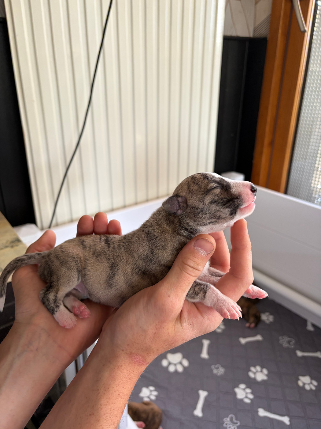 Des Soft Madnesses - Chiots disponibles - Whippet