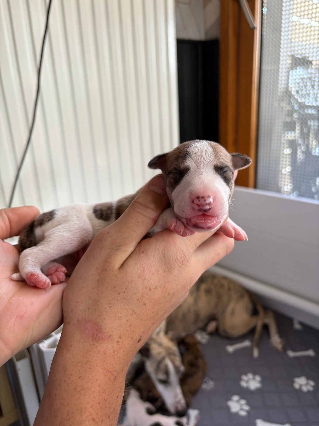 Des Soft Madnesses - Chiots disponibles - Whippet
