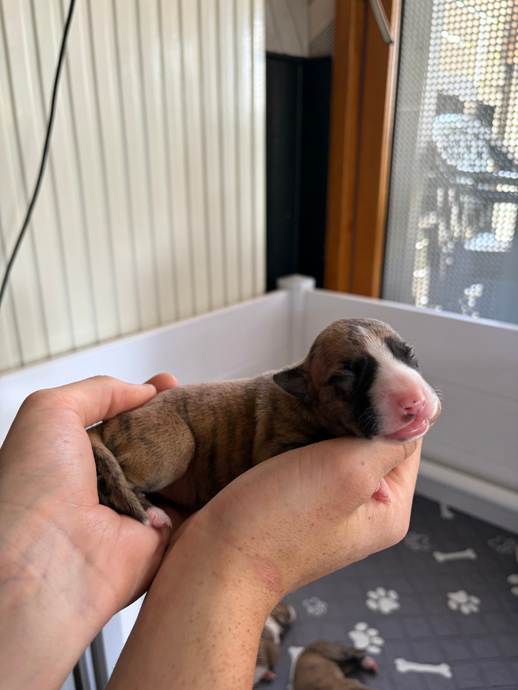 Des Soft Madnesses - Chiots disponibles - Whippet