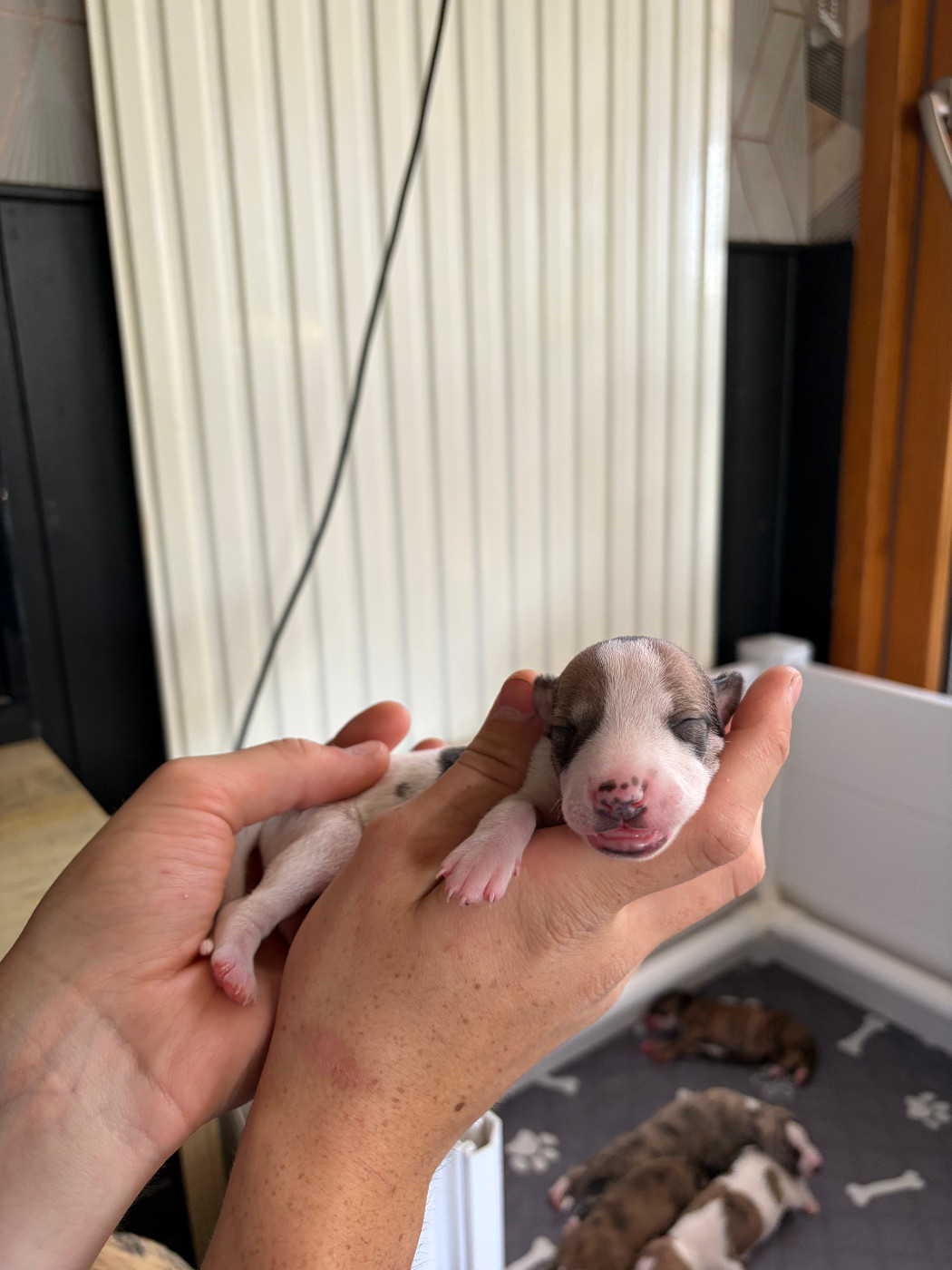 Des Soft Madnesses - Chiots disponibles - Whippet