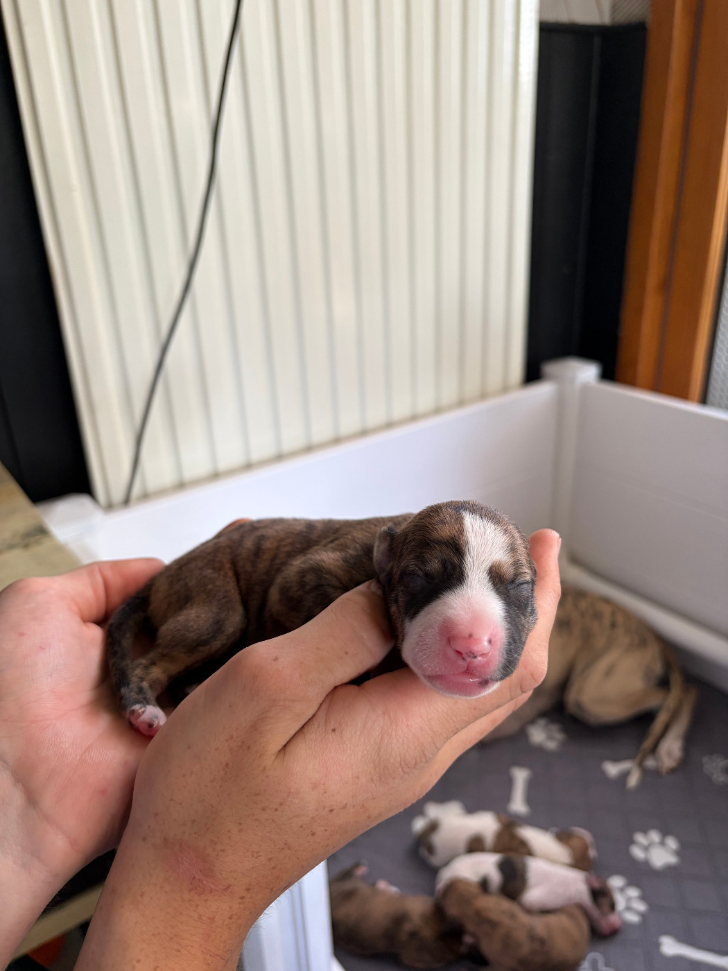 Des Soft Madnesses - Chiots disponibles - Whippet