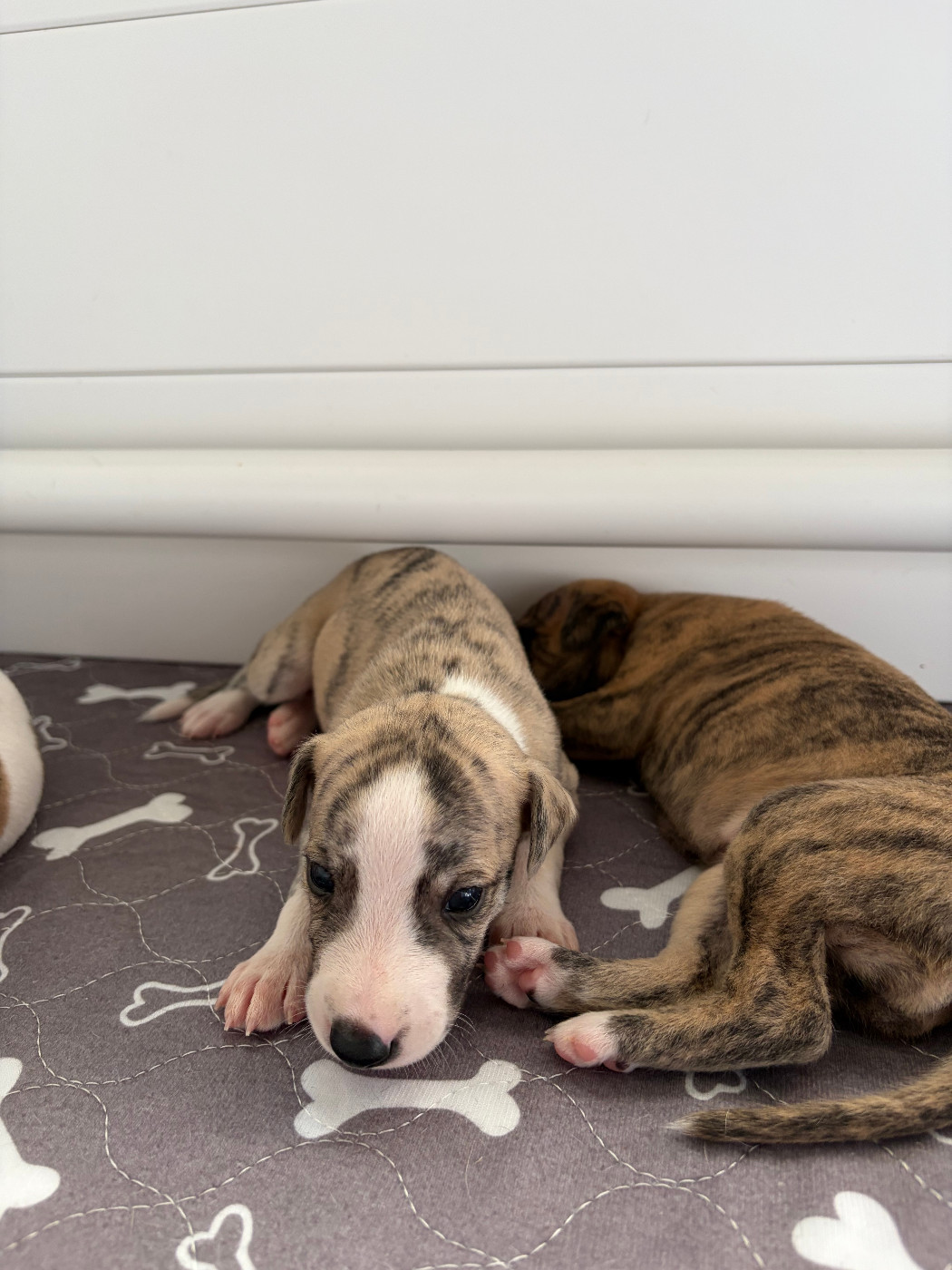 Des Soft Madnesses - Chiots disponibles - Whippet