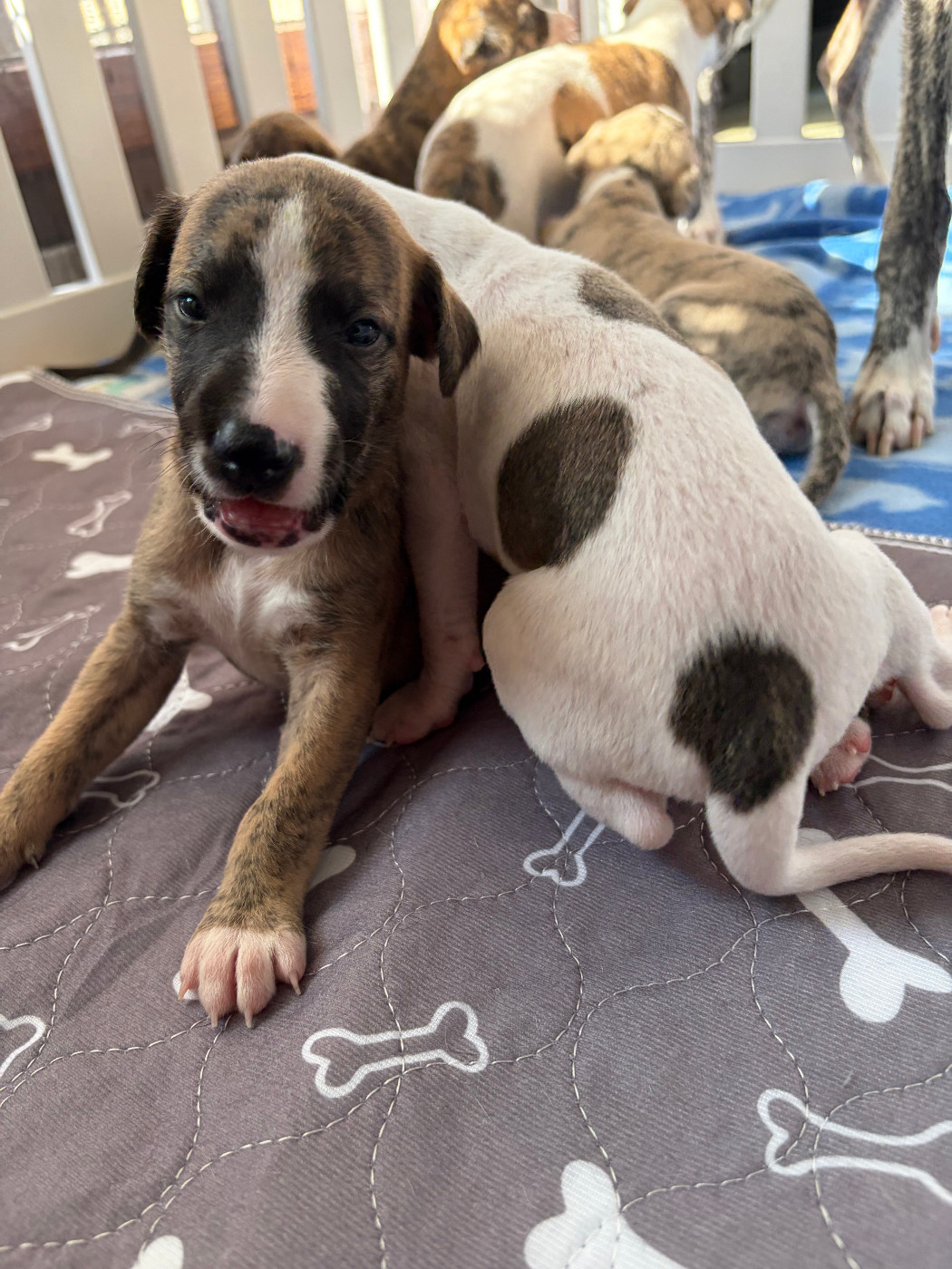 Des Soft Madnesses - Chiots disponibles - Whippet