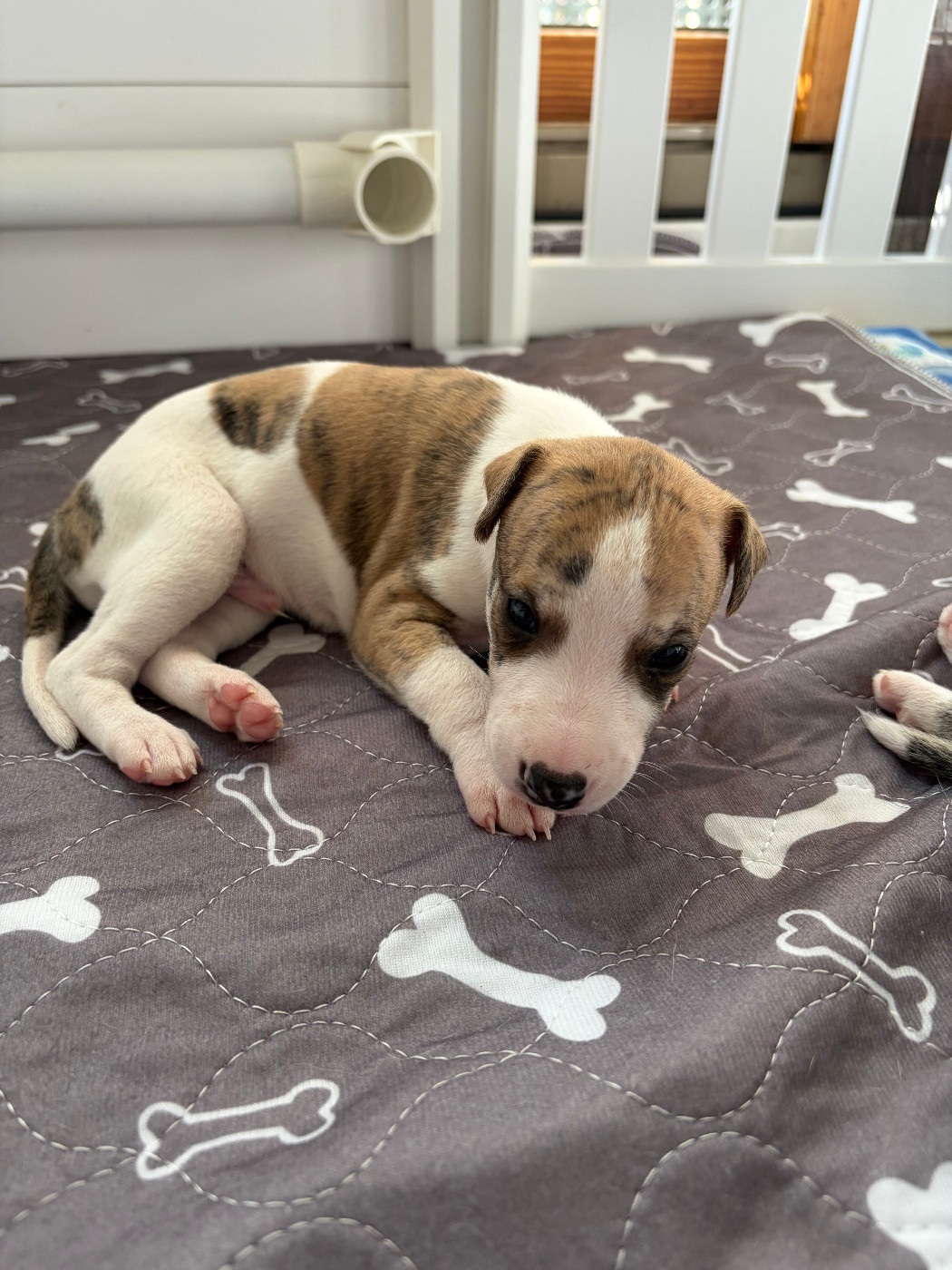 Des Soft Madnesses - Chiots disponibles - Whippet