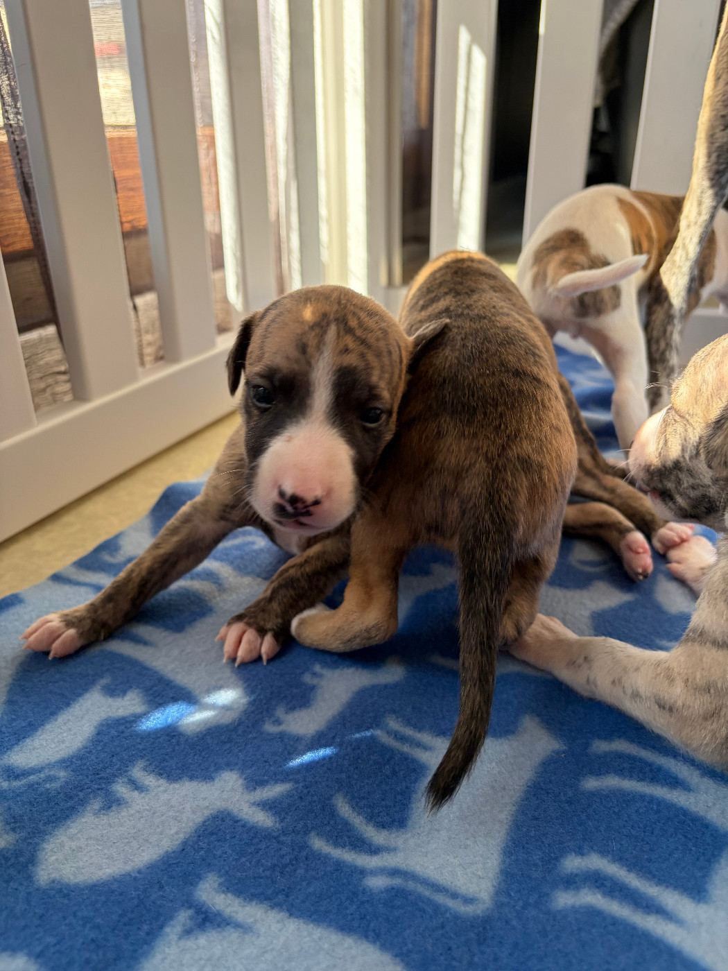 Des Soft Madnesses - Chiots disponibles - Whippet