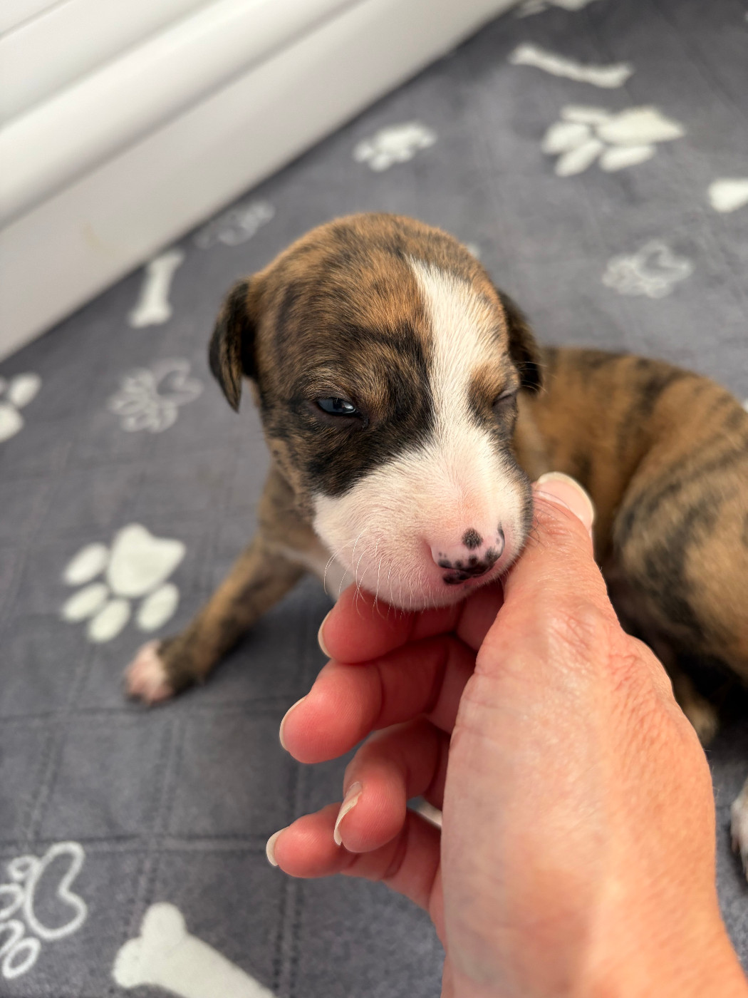 Des Soft Madnesses - Chiots disponibles - Whippet