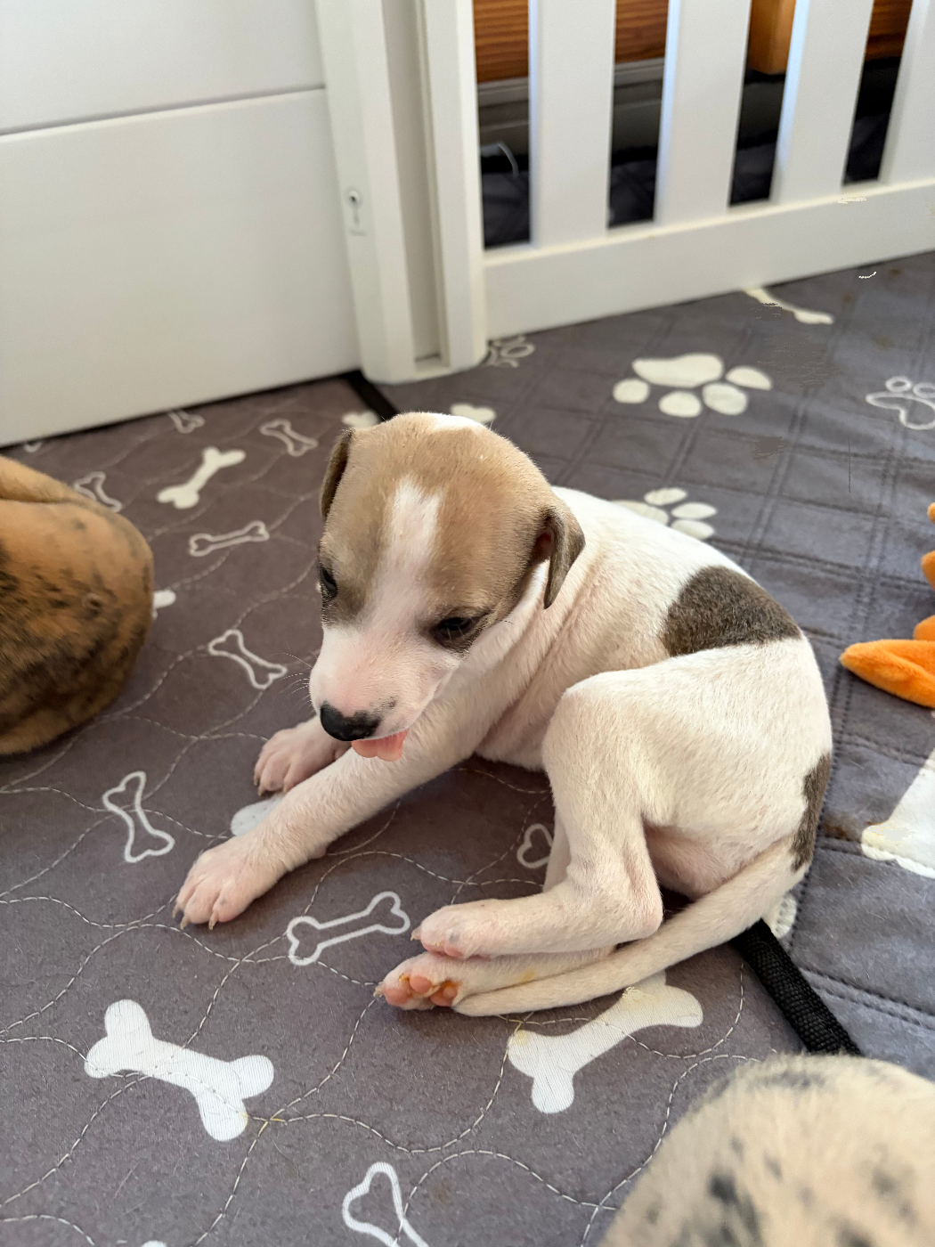 Des Soft Madnesses - Chiots disponibles - Whippet