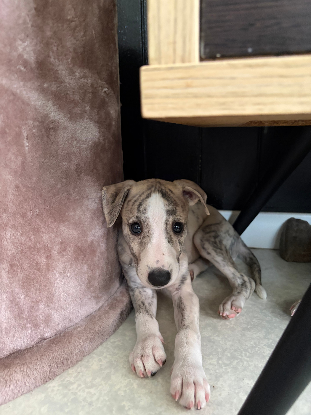 Des Soft Madnesses - Chiots disponibles - Whippet