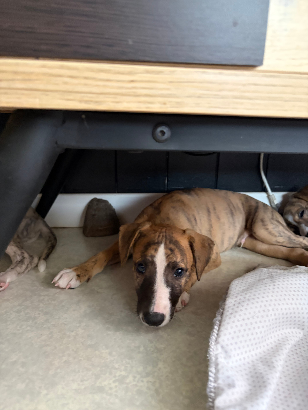 Des Soft Madnesses - Chiots disponibles - Whippet