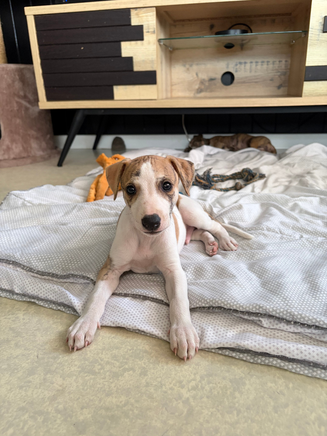 Des Soft Madnesses - Chiots disponibles - Whippet