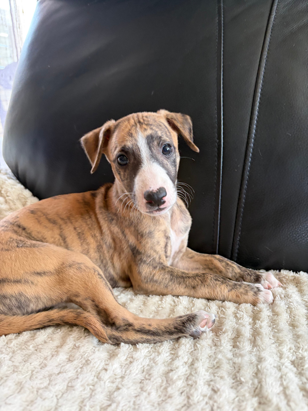 Des Soft Madnesses - Chiots disponibles - Whippet