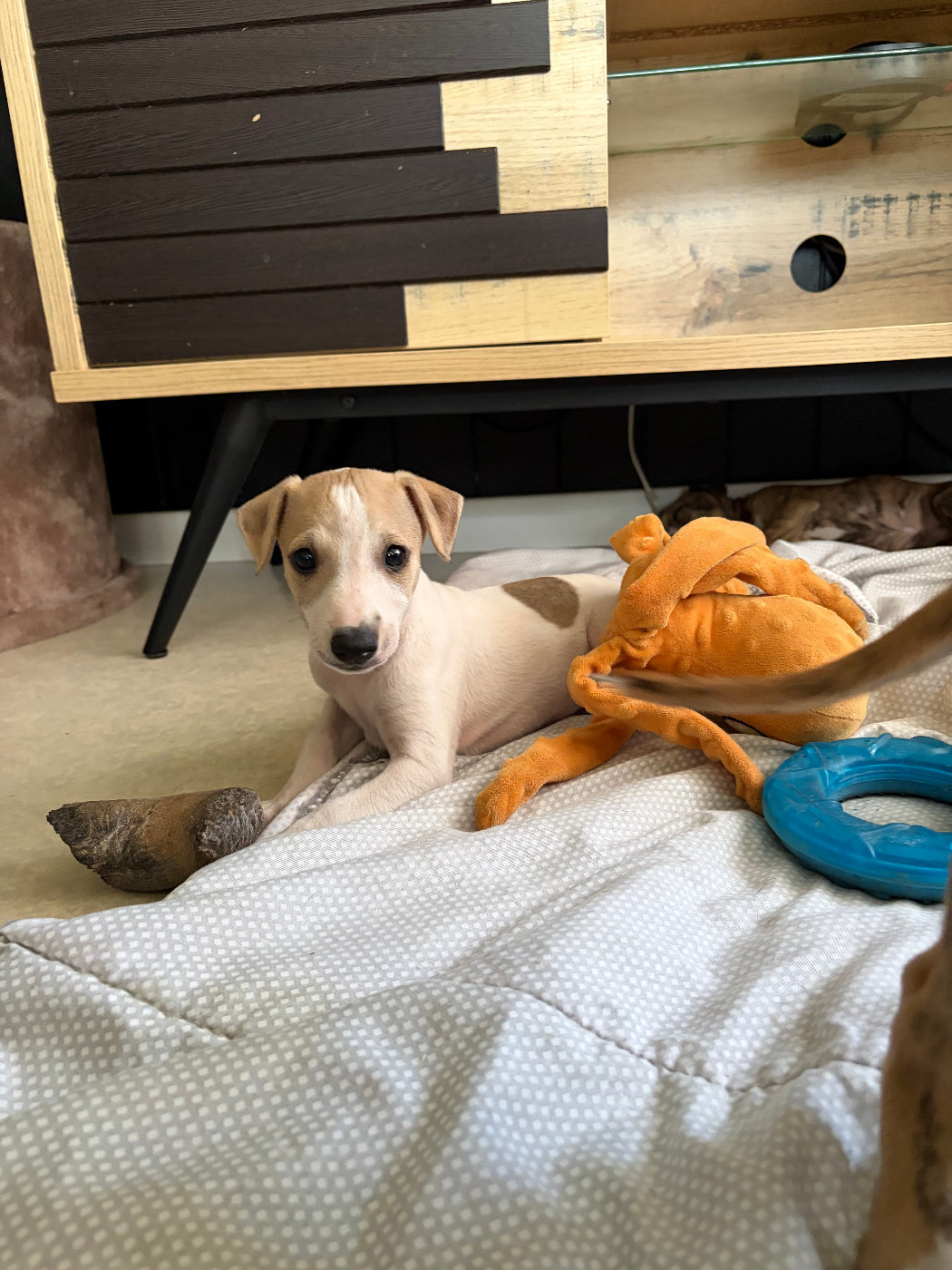 Des Soft Madnesses - Chiots disponibles - Whippet