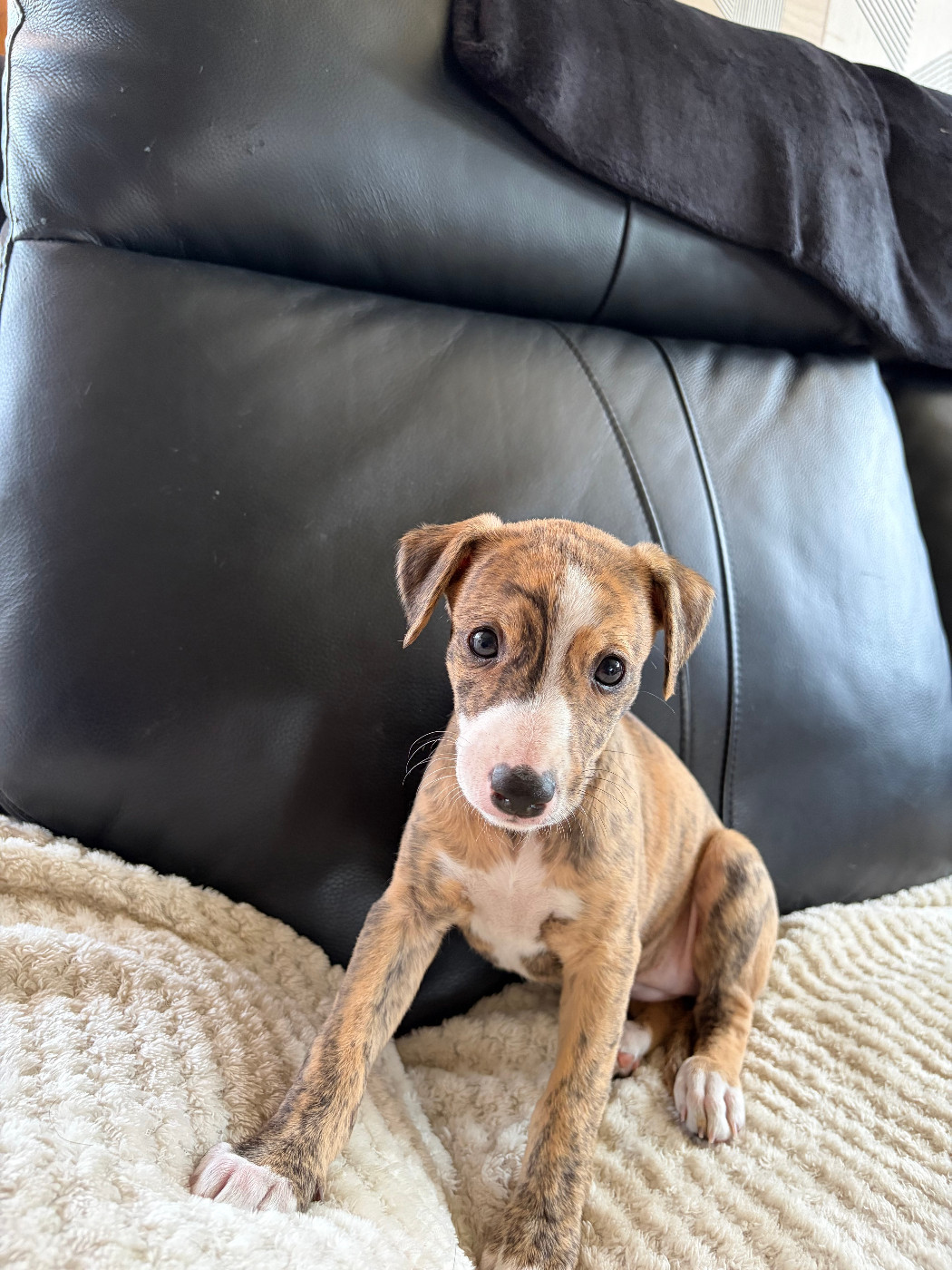 Des Soft Madnesses - Chiots disponibles - Whippet