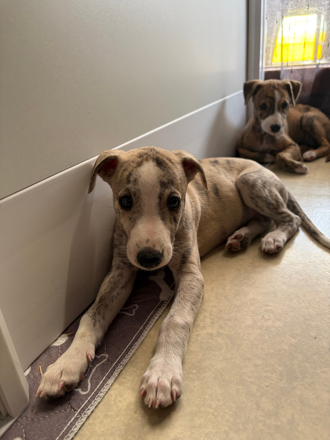 Des Soft Madnesses - Chiots disponibles - Whippet