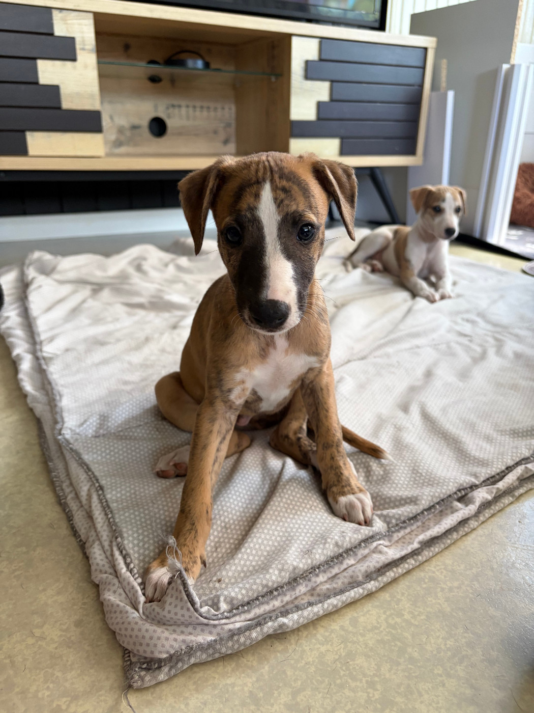 Des Soft Madnesses - Chiots disponibles - Whippet