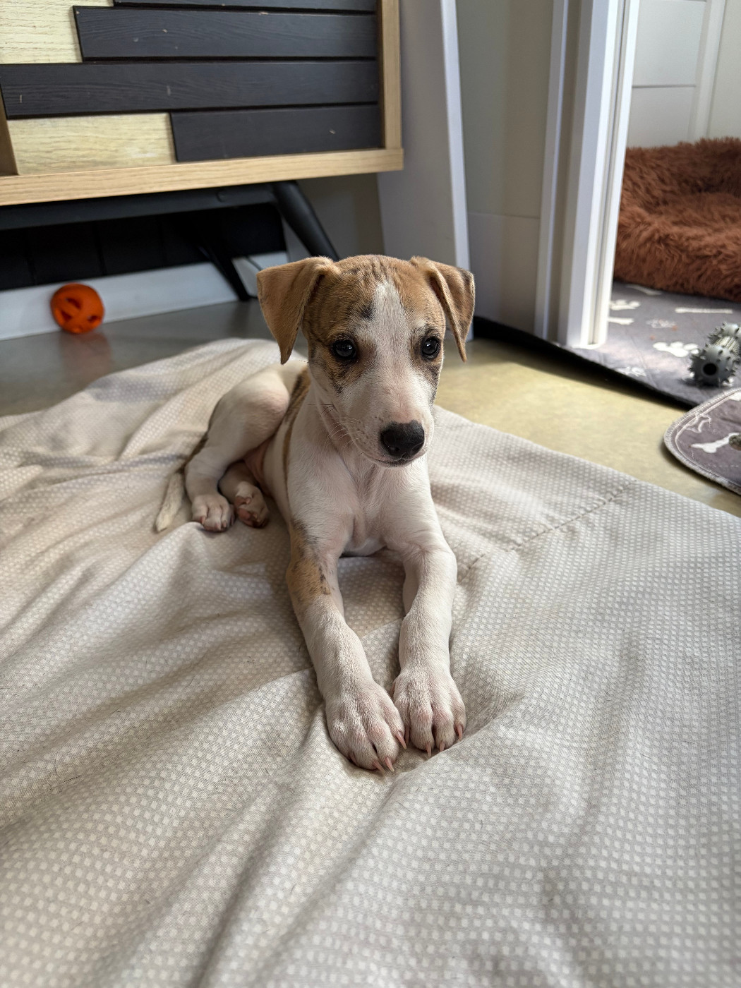 Des Soft Madnesses - Chiots disponibles - Whippet