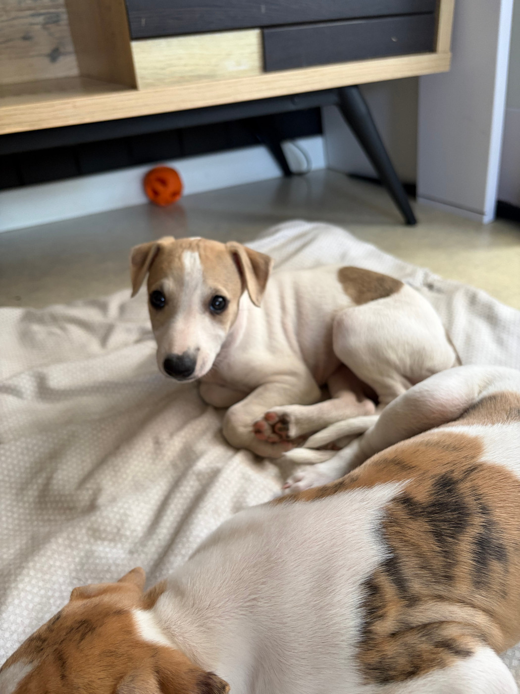 Des Soft Madnesses - Chiots disponibles - Whippet