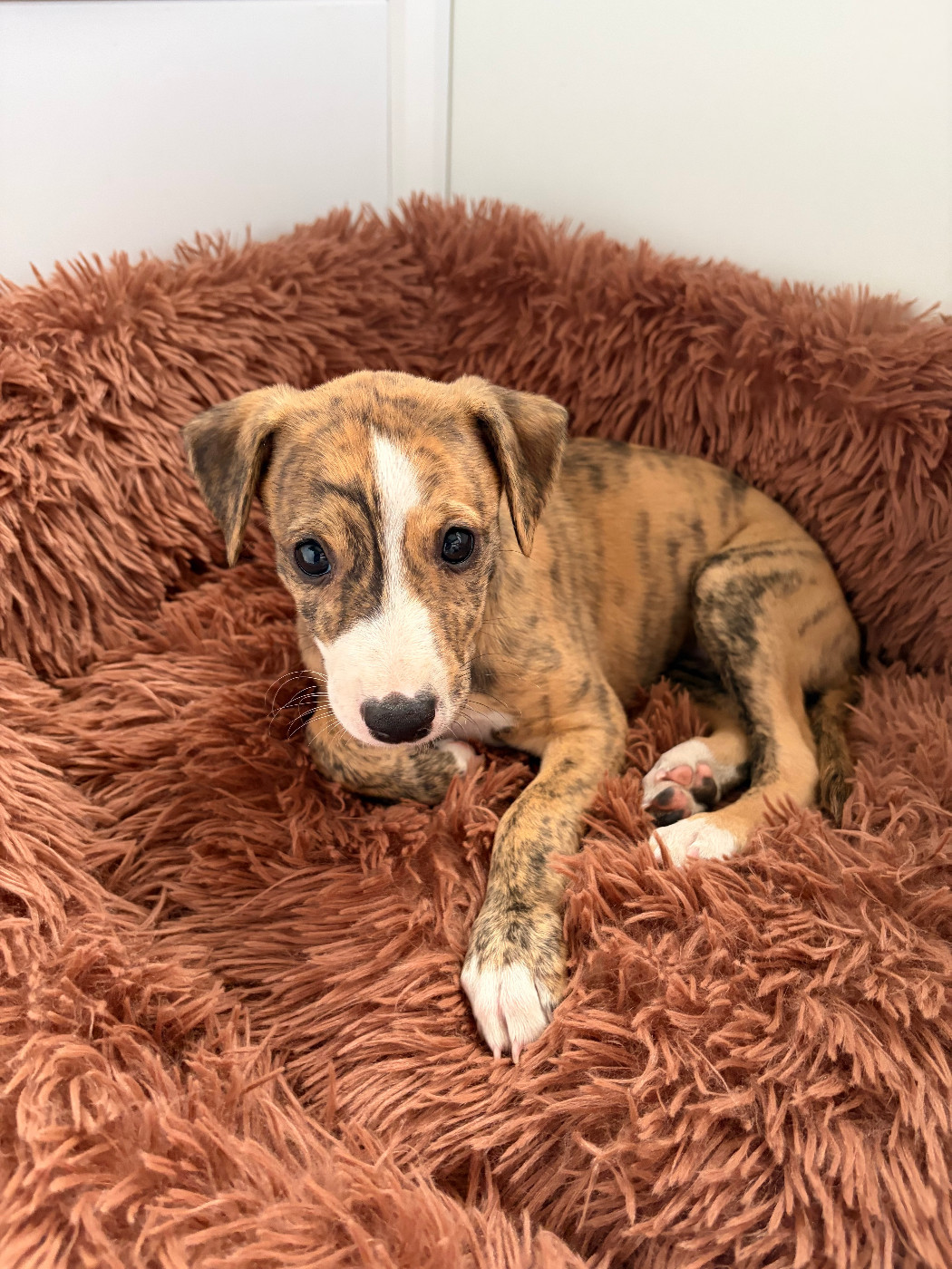 Des Soft Madnesses - Chiots disponibles - Whippet
