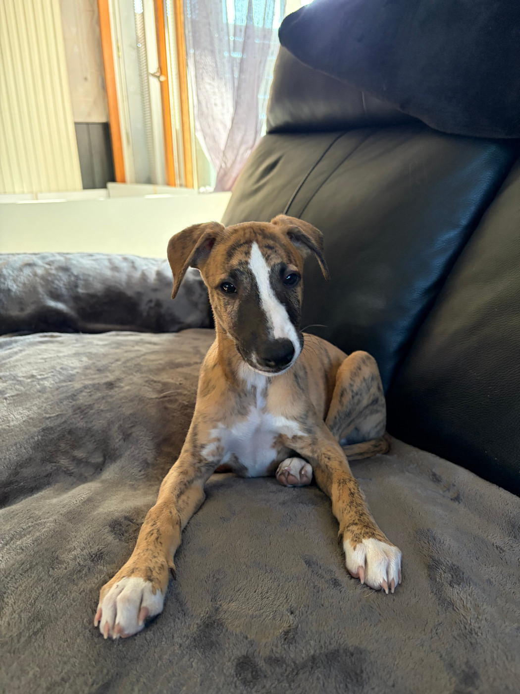 Des Soft Madnesses - Chiots disponibles - Whippet