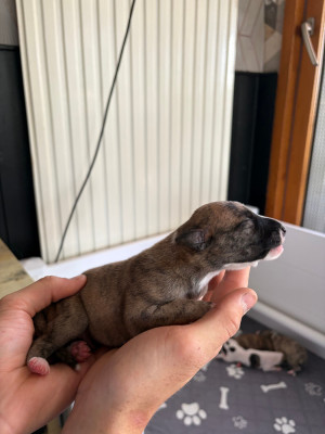 Chiot N°2